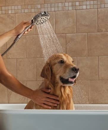 狗狗洗澡 狗狗美容 狗狗梳毛