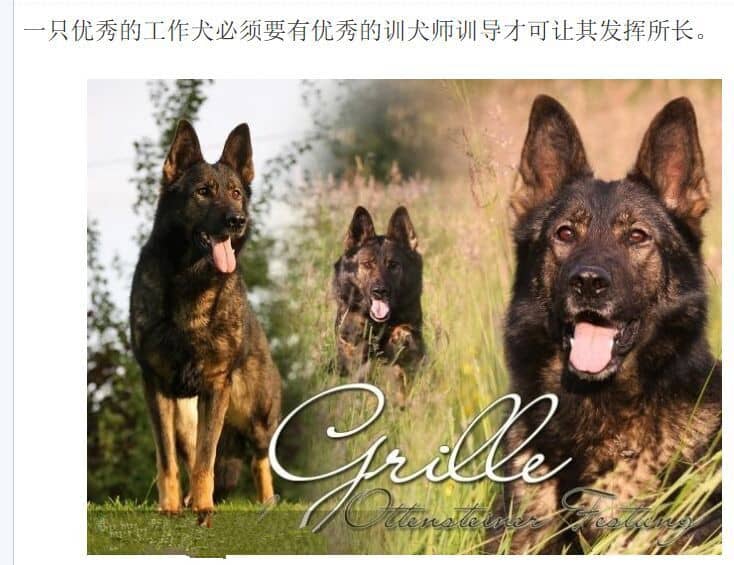 上海犬行为纠正 犬行为改良 上海犬行为训导 上海犬行为纠正 犬行为改良 上海犬行为训导