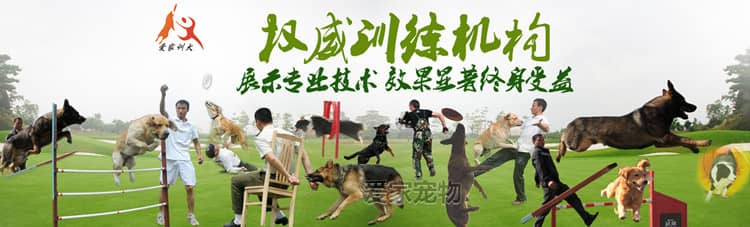 训狗师培训课程 训狗课程 训狗科目表 狗狗训练收费标准 训狗标准 上海爱家训狗基地 训狗师培训课程 训狗课程 训狗科目表 狗狗训练收费标准 训狗标准 上海爱家训狗基地