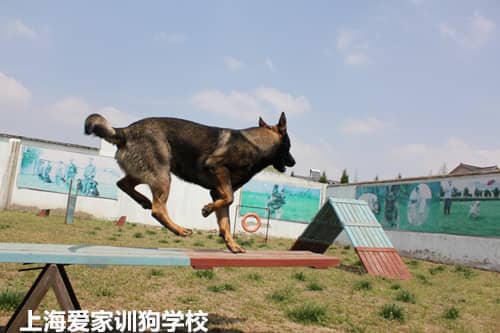 训狗师培训课程 训狗课程 训狗科目表 狗狗训练收费标准 训狗标准 训狗师培训课程 训狗课程 训狗科目表 狗狗训练收费标准 训狗标准