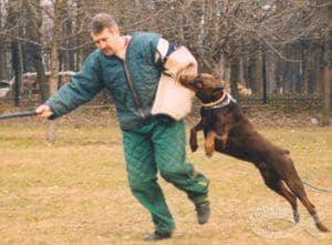 狗狗训练 训狗基地 杜宾培训 狗狗训练 训狗基地 杜宾培训