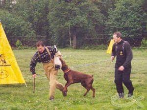 狗狗训练 训狗基地 杜宾培训 狗狗训练 训狗基地 杜宾培训
