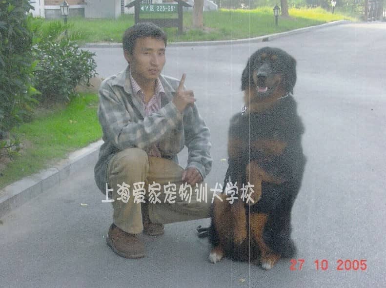 藏獒犬训练 训练藏獒犬 上海爱家训狗学校专业藏獒犬培训.JPG