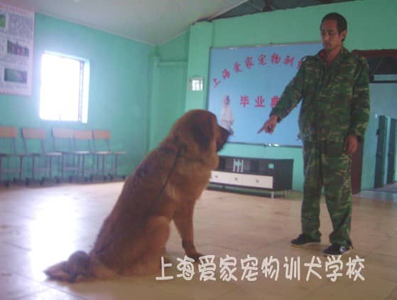 藏獒犬专业训练 训练藏獒犬 训狗基地 训狗学校 上海爱家训狗学校.jpg