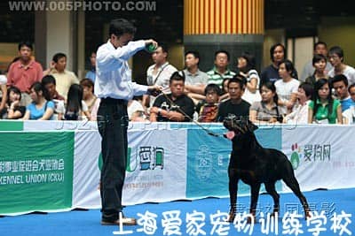 带狗狗参加比赛 训狗比赛 狗狗训练比赛.JPG