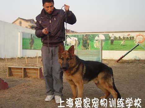 德国牧羊犬 德国牧羊犬训练 训练德国牧羊犬.jpg