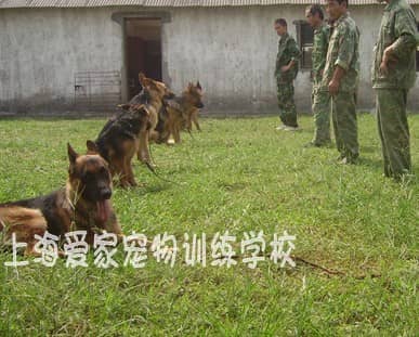 德国牧羊犬培训 训练德国牧羊犬 上海爱家训狗基地专业德国牧羊犬培训.JPG