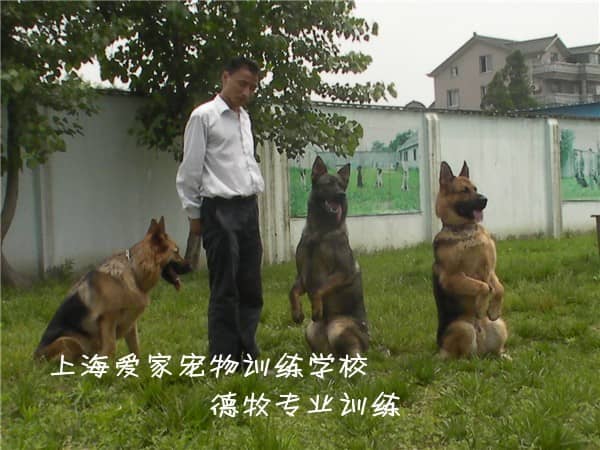 狗狗比赛 狗狗训练 训狗狗狗比赛 训狗基地 上海爱家训狗基地.jpg