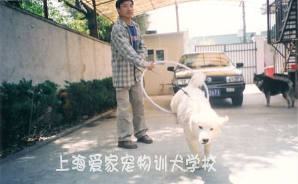 狗学校 训狗学校 上海爱家训狗学校.JPG