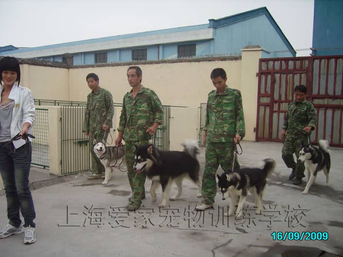 哈士奇培训 哈士奇训练学校 哈士奇狗狗学校.JPG