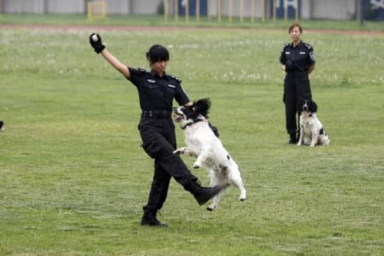 警犬培训 培训警犬 上海警犬训练中心.jpg