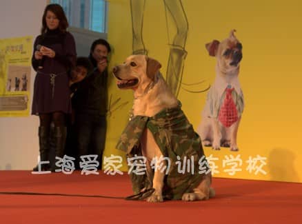 拉不拉多训练表演 表演训练拉不拉多犬 狗狗培训基地.jpg