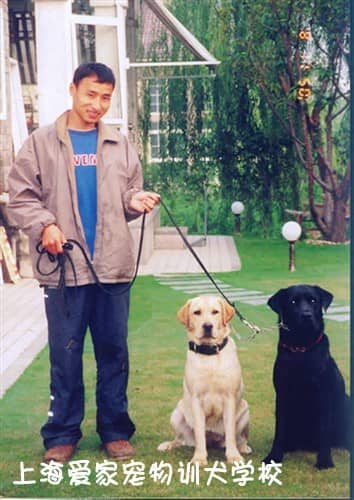 拉布拉多上课 上课的拉布拉多犬 上海爱家宠物学校 专业拉不拉多训练.JPG