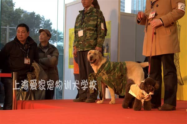 上海爱家宠物训练学校举办狗狗训练活动.JPG