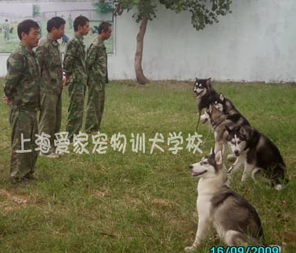 正规的训狗学校 专业的训狗学校 专业正规的训狗基地.JPG