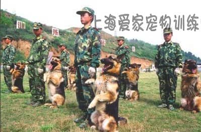 战士与犬共舞_狗狗与人的感情 训狗师.jpg