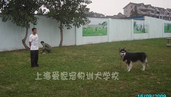 怎样训练狗狗 怎样训练狗狗的方法  狗狗如何训练.jpg
