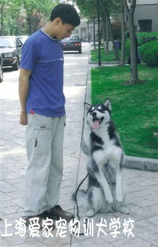 再皮的哈士奇也要耐心训练_ 训狗基地 上海爱家训狗基地.jpg