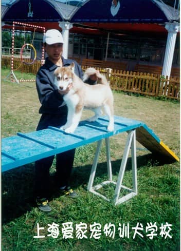 训练狗 训狗 狗狗培训中心 狗狗学校 上海爱家狗狗学校.jpg
