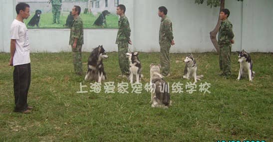 训狗学校 训狗中心 爱家专业训狗中心.jpg
