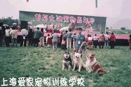 训狗比赛，狗狗赛事 训狗基地 上海爱家训狗基地.JPG