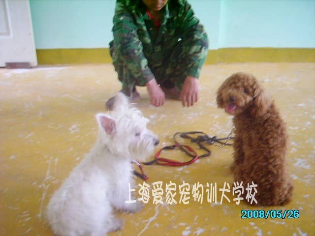 小型狗狗训练 训练狗狗相处 狗狗上课 训狗上课.jpg
