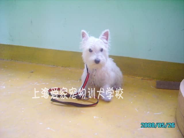 西高地犬培训基地  专业西高地犬训练.jpg