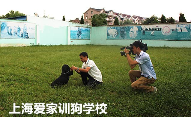 狗狗训练中心 训狗中心 上海爱家训狗中心.jpg
