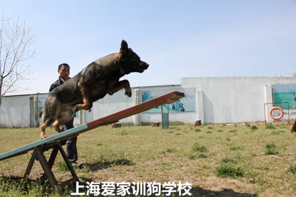 狗狗障碍赛训练 训练狗狗障碍赛 宠物训练 宠物学校_副本.jpg