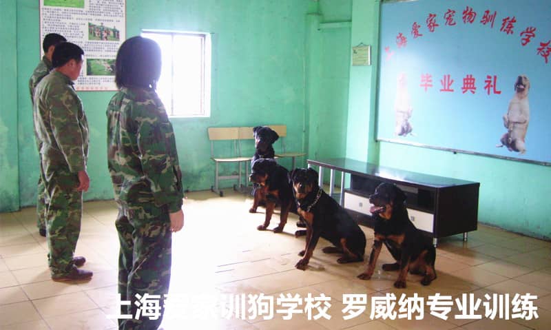 训狗场 专业训狗场 训狗基地 上海爱家训狗场_副本.jpg