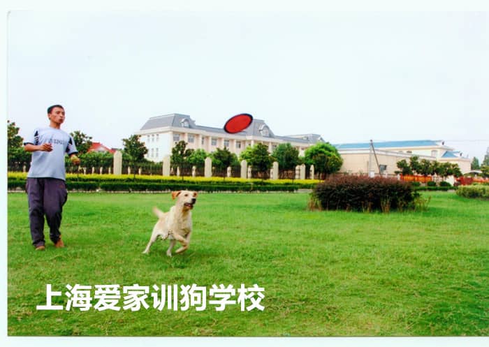 训练狗 训狗学校 训狗中心_副本.jpg