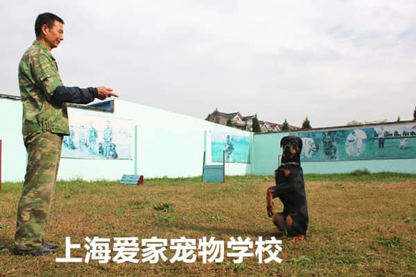 训犬师训狗 宠物训练 宠物培训 上海爱家宠物训练学校_副本.jpg