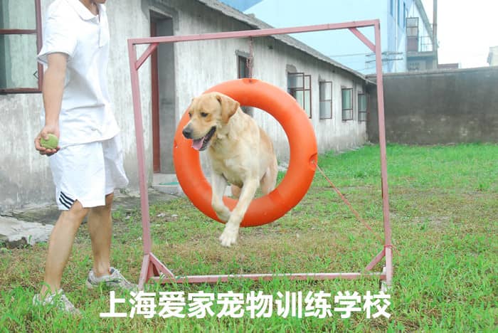 钻圈训练 狗狗培训基地 上海爱家训狗基地 宠物培训学校_副本.jpg