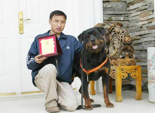 爱家宠物学校 罗威纳专业培训.jpg