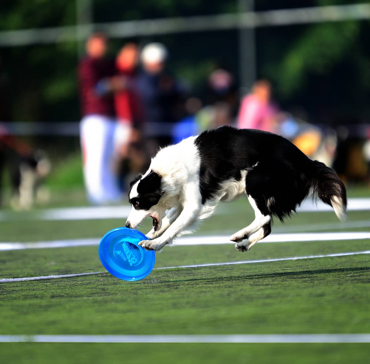 边境犬飞盘训练 飞盘专业训练 爱家专业飞盘训狗学校.jpg