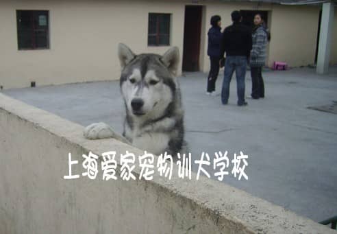 哈士奇专业训练 专业训练哈士奇犬 上海爱家训狗基地哈士奇训练中心.jpg
