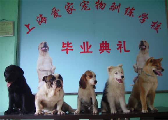 宠物训练 宠物训练学校 上海宠物训练学校.jpg