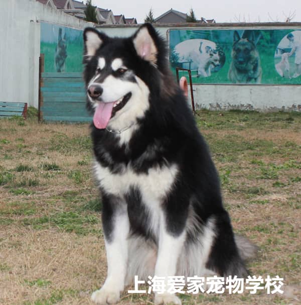 阿拉斯加犬 阿拉斯加犬专业培训 专业训练阿拉斯加犬 上海爱家训犬基地.jpg