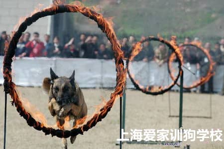 爱家训狗学校 专业狗狗表演训练 训狗狗狗表演 马犬训练 训练马犬比赛表演.jpg