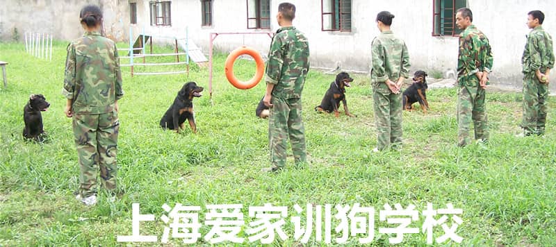 爱家训狗基地老师 上海爱家训狗师训练基地.jpg