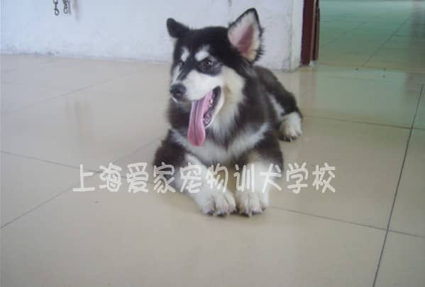 阿拉斯加幼犬培训 阿拉斯加从小上学校 训狗基地 训狗学校.jpg