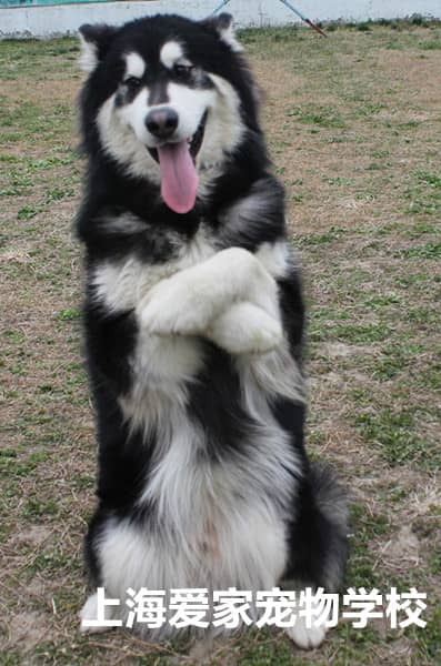 阿拉斯加犬 阿拉斯加犬训练照片 专业训练阿拉斯加犬的图片 上海爱家训狗基地专业训练阿拉斯加的图片.jpg