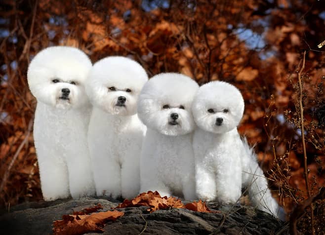 比熊犬训练 训练比熊犬 专业比熊犬训练 上海爱家训狗基地.jpg