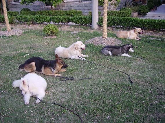 宠物训练 宠物训练学校 上海爱家宠物训练学校专业狗狗训练班.JPG