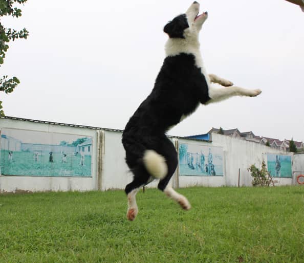 边境犬学员 边境犬训练 训练边境犬 上海爱家宠物学校 专业边境犬训练.jpg