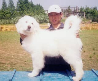 大白熊犬训练 大白熊犬.jpg