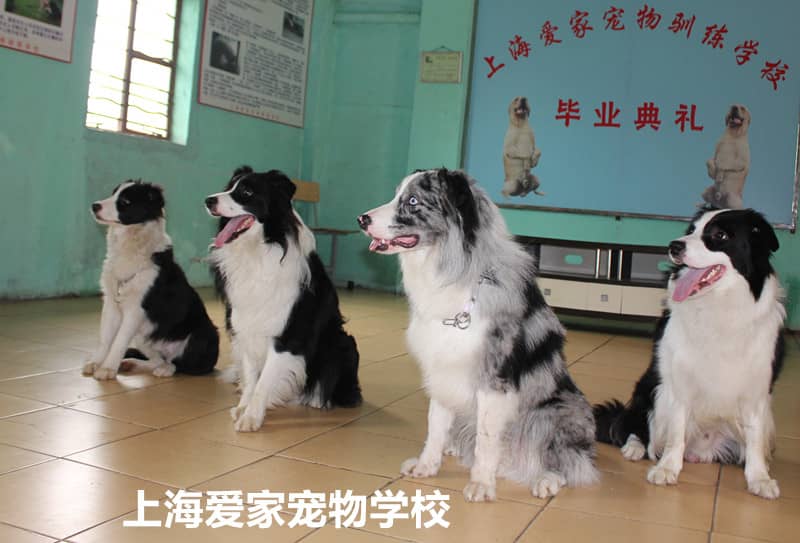 边境犬训练班 边境犬集体训练照 专业边境犬培训 上海爱家宠物学校.jpg