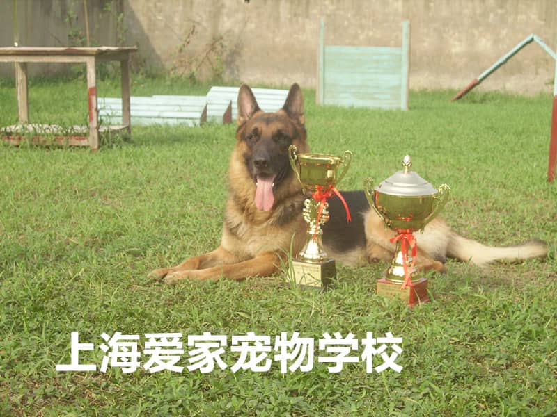 德国牧羊犬获奖 训狗德国牧羊犬比赛 上海爱家宠物学校专业德国牧羊犬运动训练.jpg