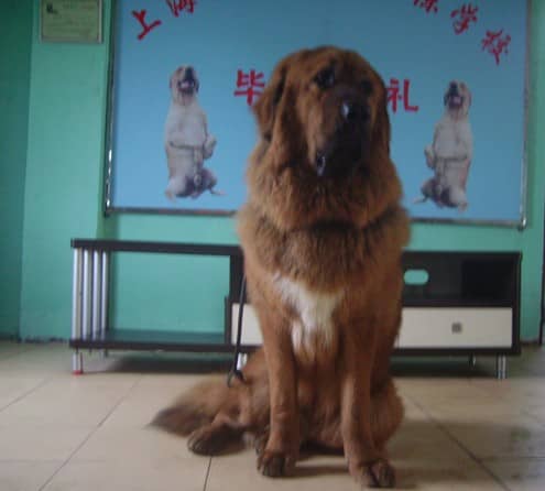 藏獒犬培训 培训藏獒犬 训练藏獒犬.jpg