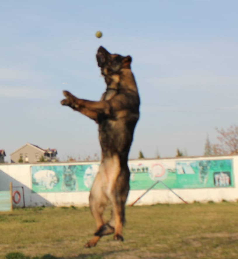 德国牧羊犬学员 训狗接球 狗狗训练 训练德国牧羊犬 上海爱家宠物学校 专业德牧犬训练.jpg